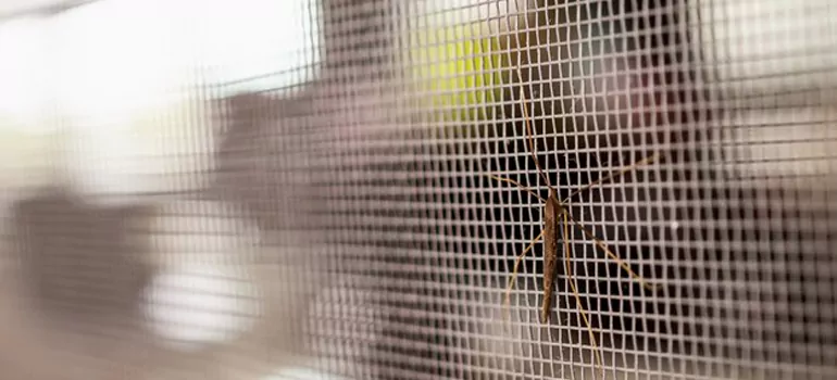Repair Mosquito Mesh For Windows in Cupertino, CA